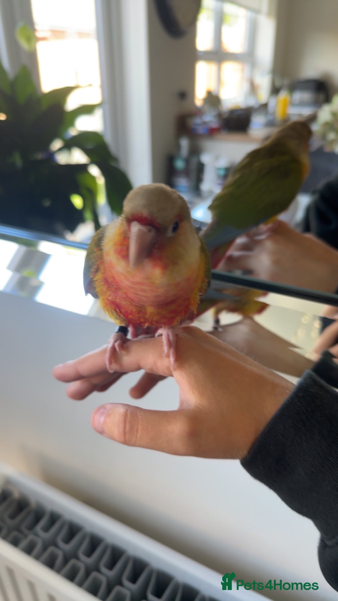 Conures birds for sale: Green Cheek Conure for sale 11months old £850 - Advert 15