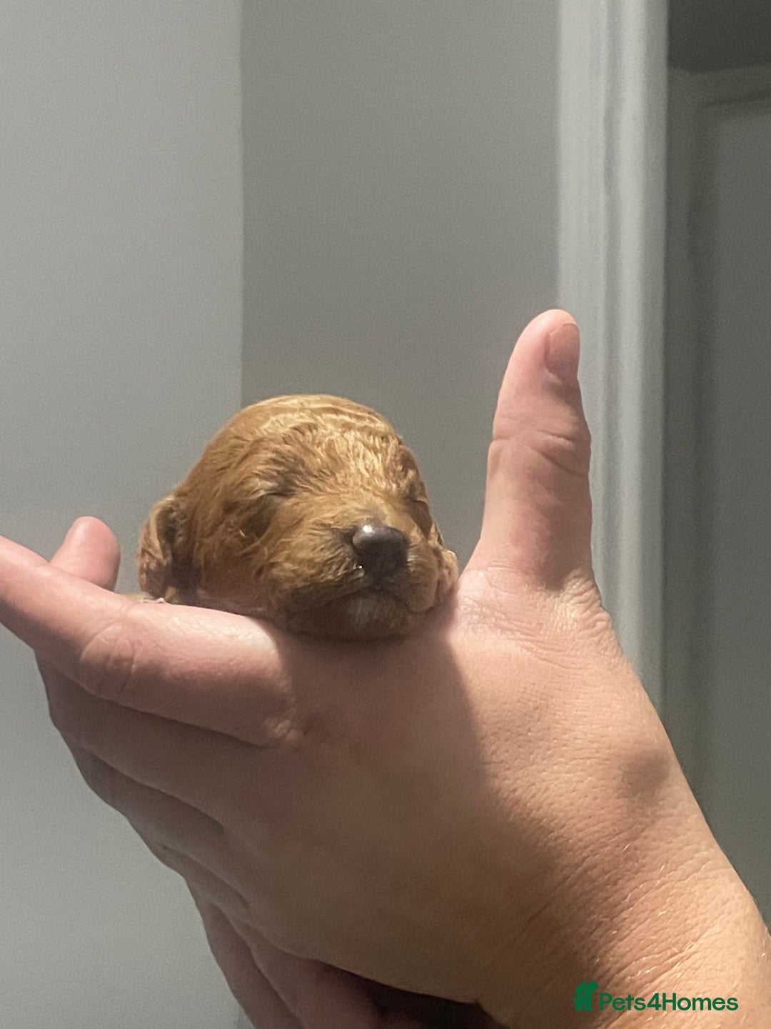 Toy Poodle dogs for sale: Red toy poodle  - Image 7
