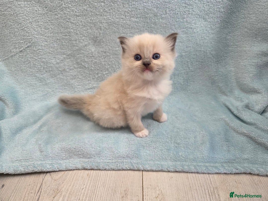 Ragdoll cats for sale: GCCF REGISTERED RAGDOLL KITTENS - Image 15