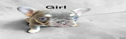French Bulldog dogs for sale: French Bulldog Puppies - Advert 9