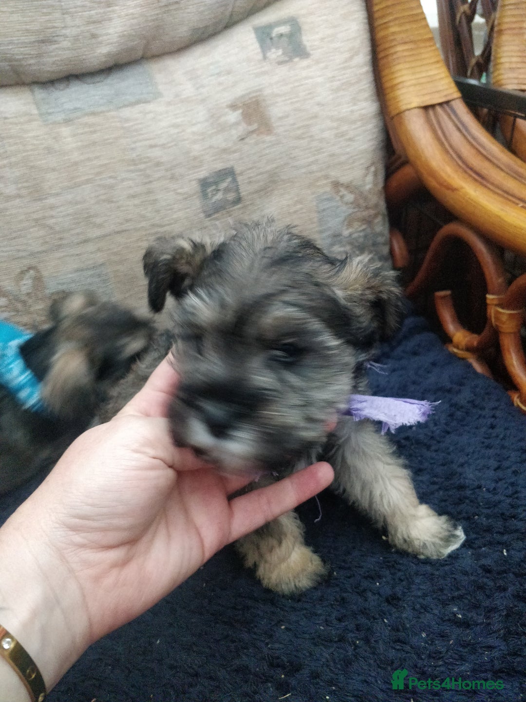 Miniature Schnauzer dogs for sale: Miniature Schnauzer for sale - Image 4