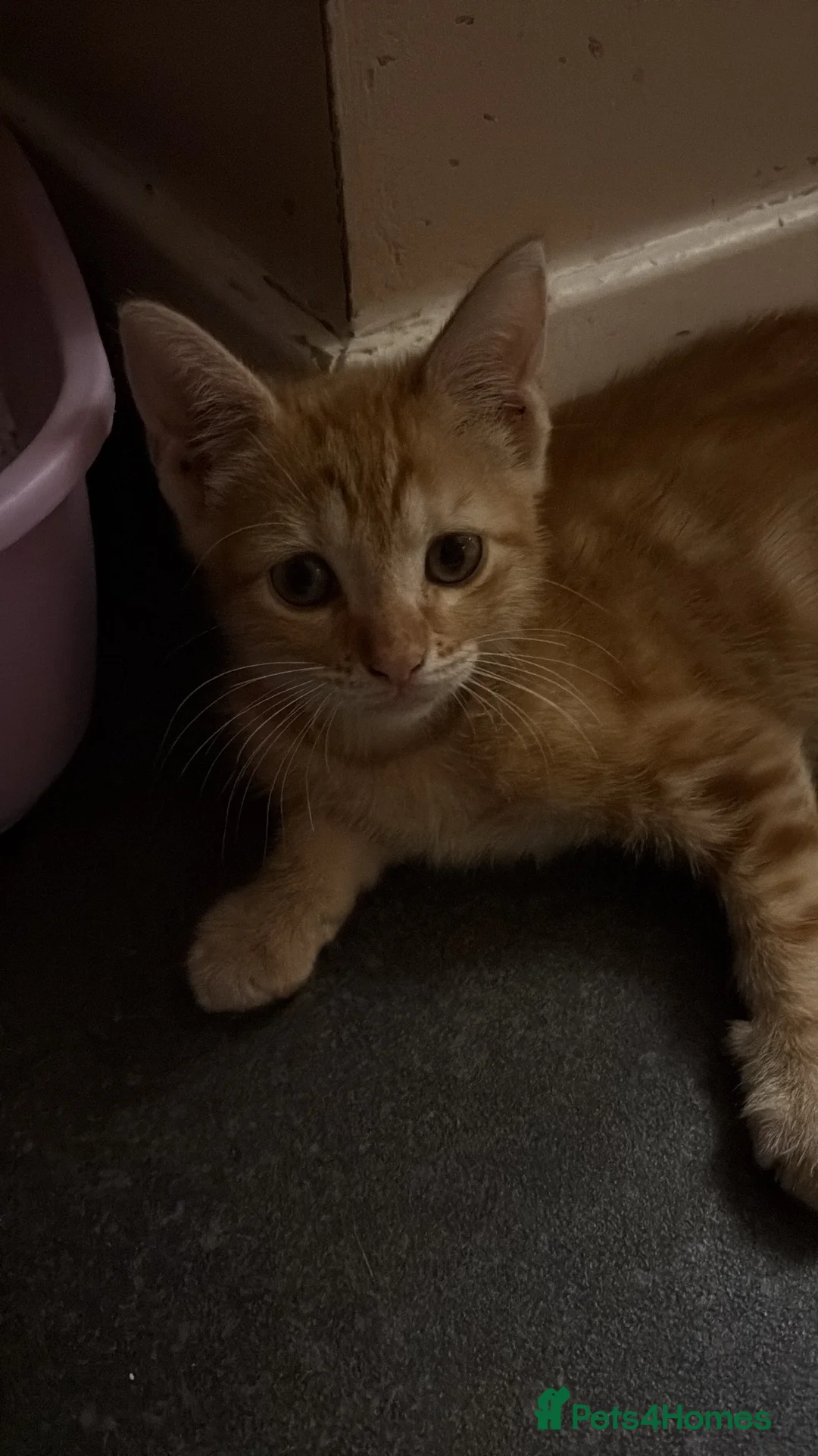 Mixed Breed cats for sale: Ginger boy for sale  in Harlow - Advert 2