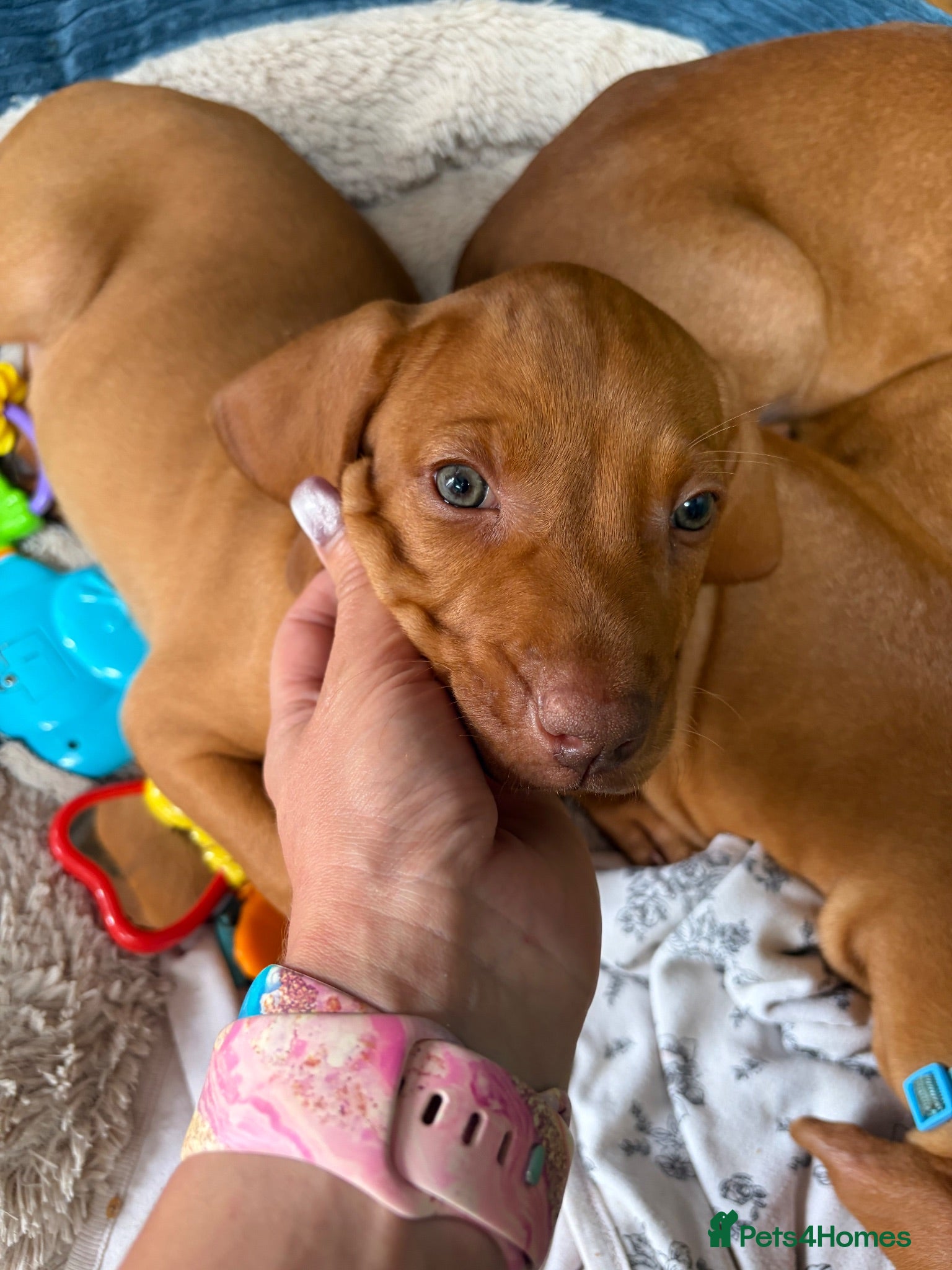 Hungarian Vizsla dogs Collect in two weeks!🐾KC smooth Hungarian Vizslas - Advert 7