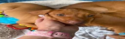 Hungarian Vizsla dogs for sale: Collect in two weeks!🐾KC smooth Hungarian Vizslas - Advert 1