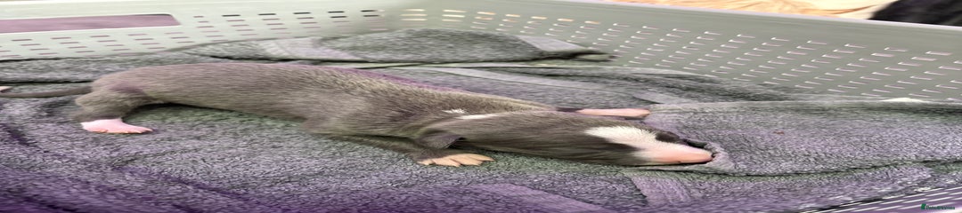 Whippet Puppy 1