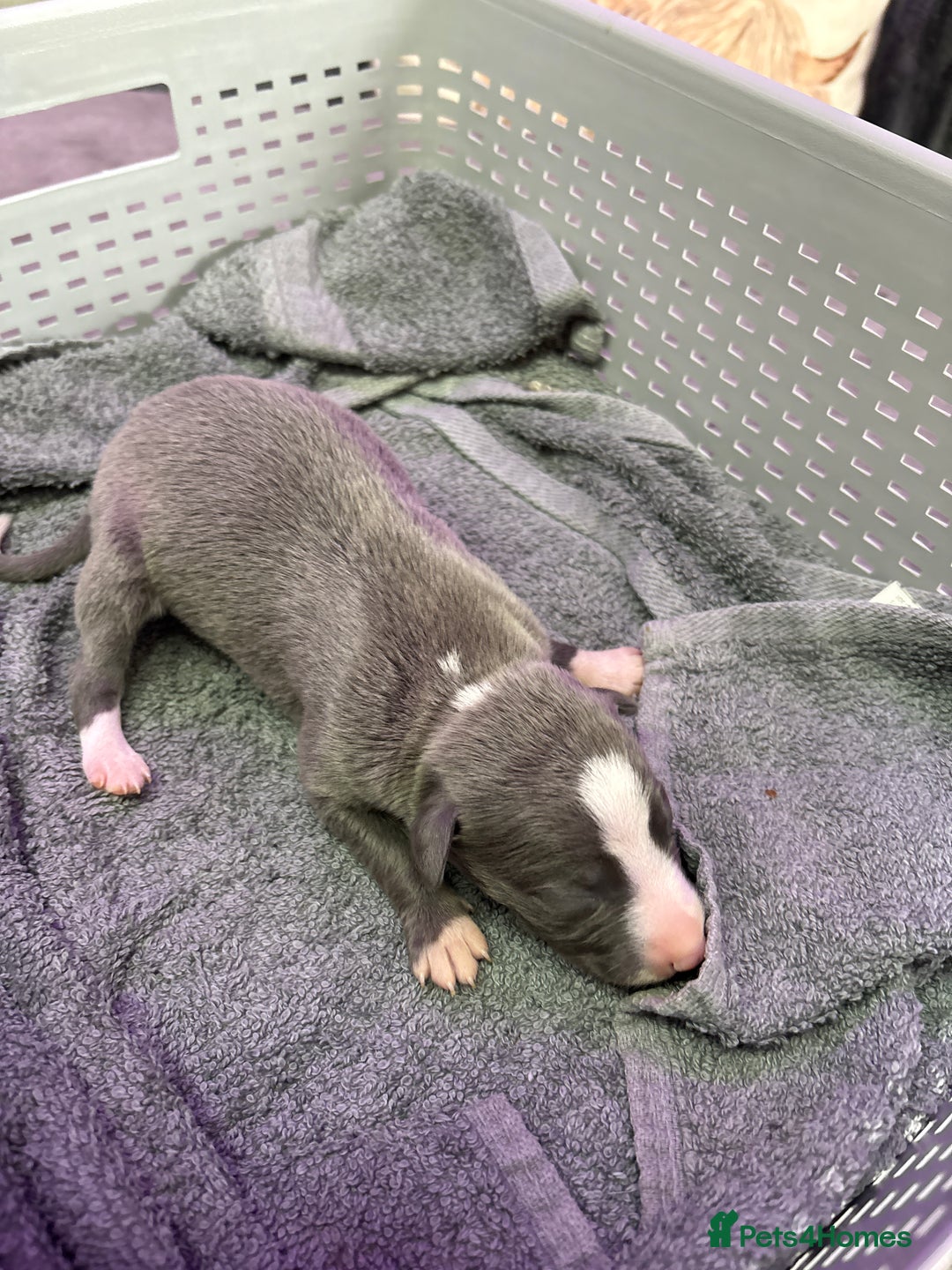Whippet dogs for sale: Whippet , blue and blue and white puppies for sale - Image 16