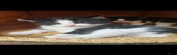 Mixed Breed cats for sale: Kitten for sale  - Advert 3