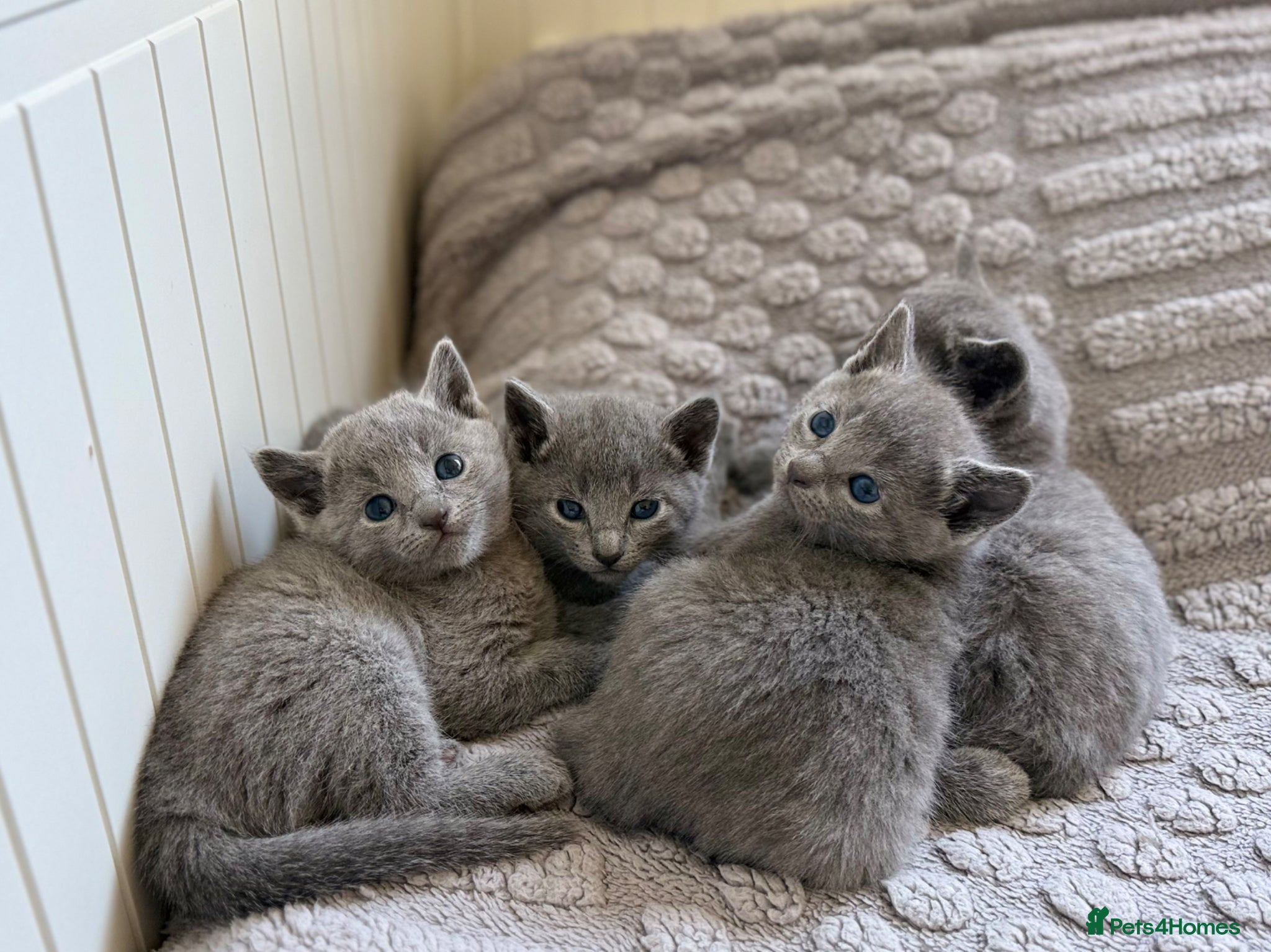 Russian Blue cats TICA Registered - Russian Blue Kittens - Advert 4