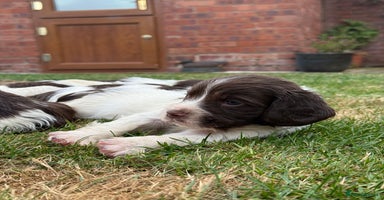 English Springer Spaniel dogs - Advert 4