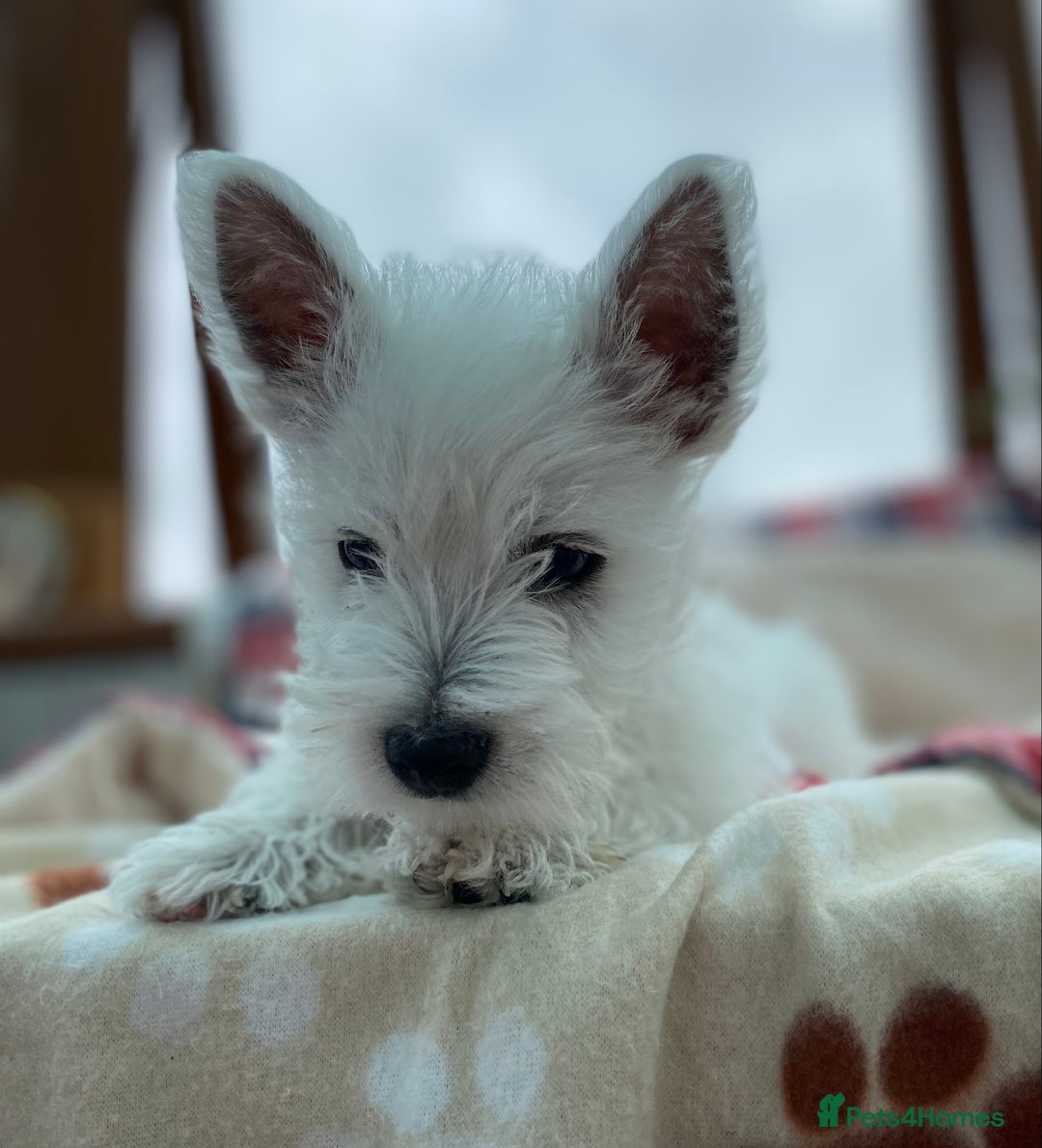 West Highland Terrier dogs for sale: 1 WESTiE BOY AVAILABLE!! - Image 16