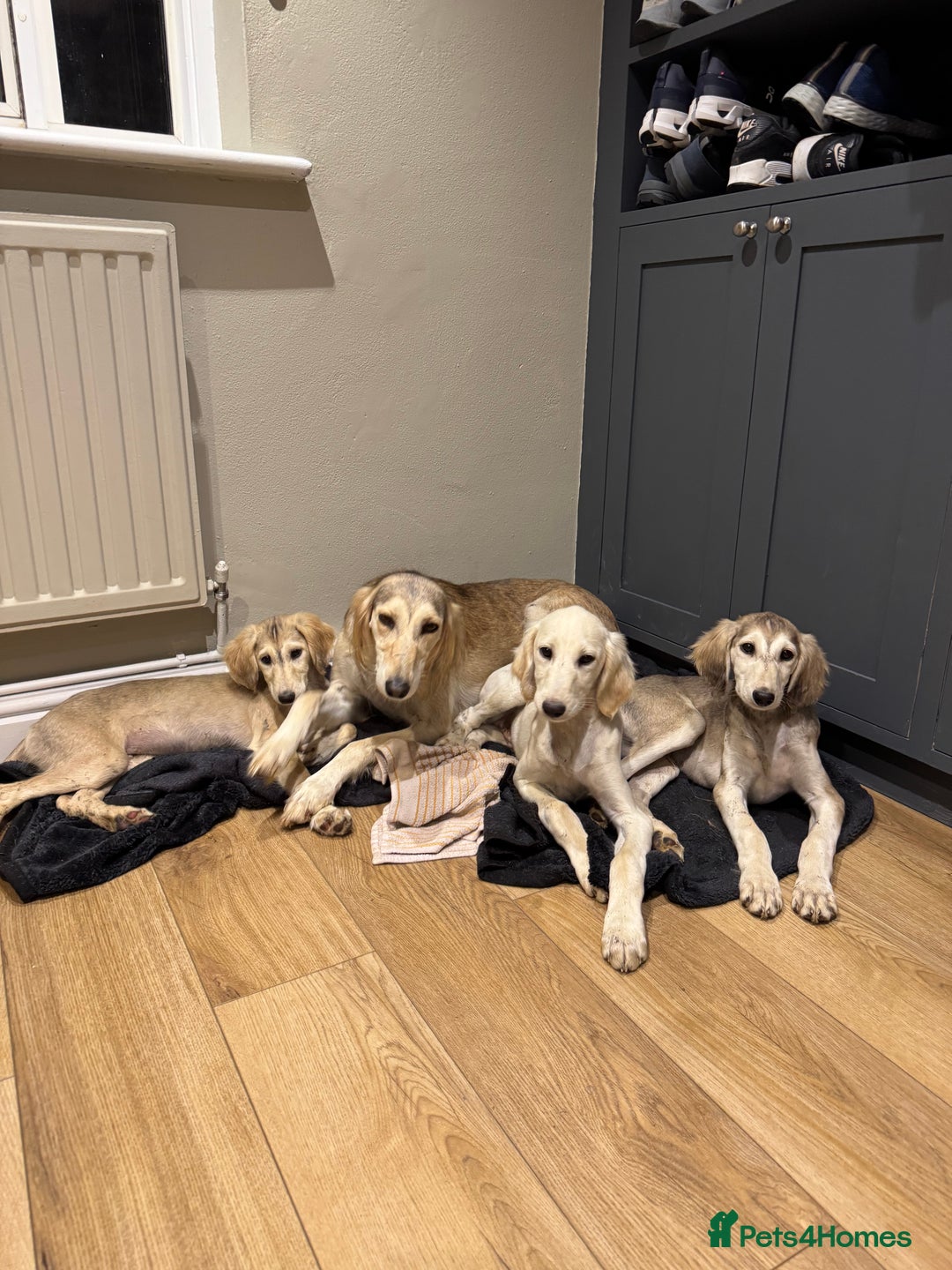Saluki dogs for sale: Lovely Saluki Puppies - Advert 11