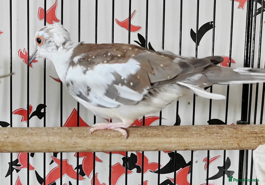 Doves birds for sale: Beautiful Diamond Doves - Advert 6