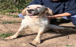 English Setter dogs for adoption: Lar   - Image 1