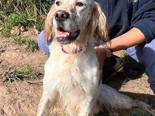 English Setter dogs Lar - Advert 6