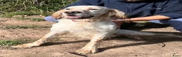 English Setter dogs for adoption: Lar   - Advert 1