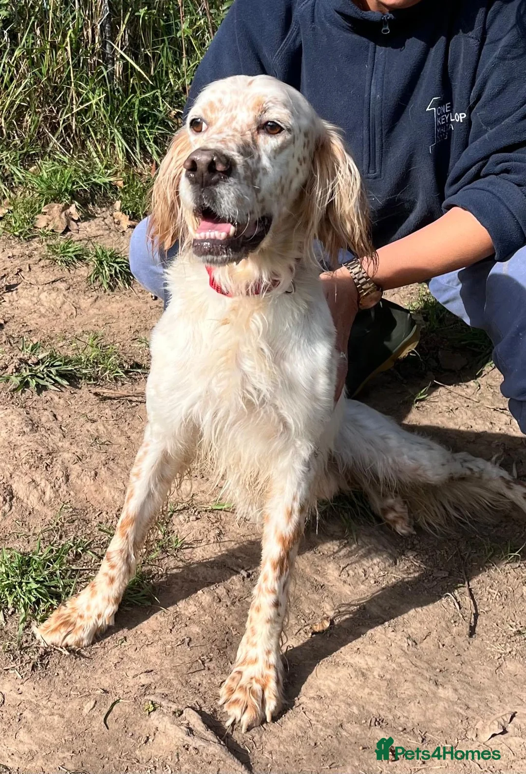 English Setter dogs for adoption: Lar   - Advert 1