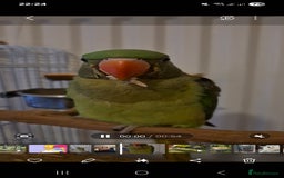 Mixed Breed birds for sale: Alexandrine pair of parrots - Image 6
