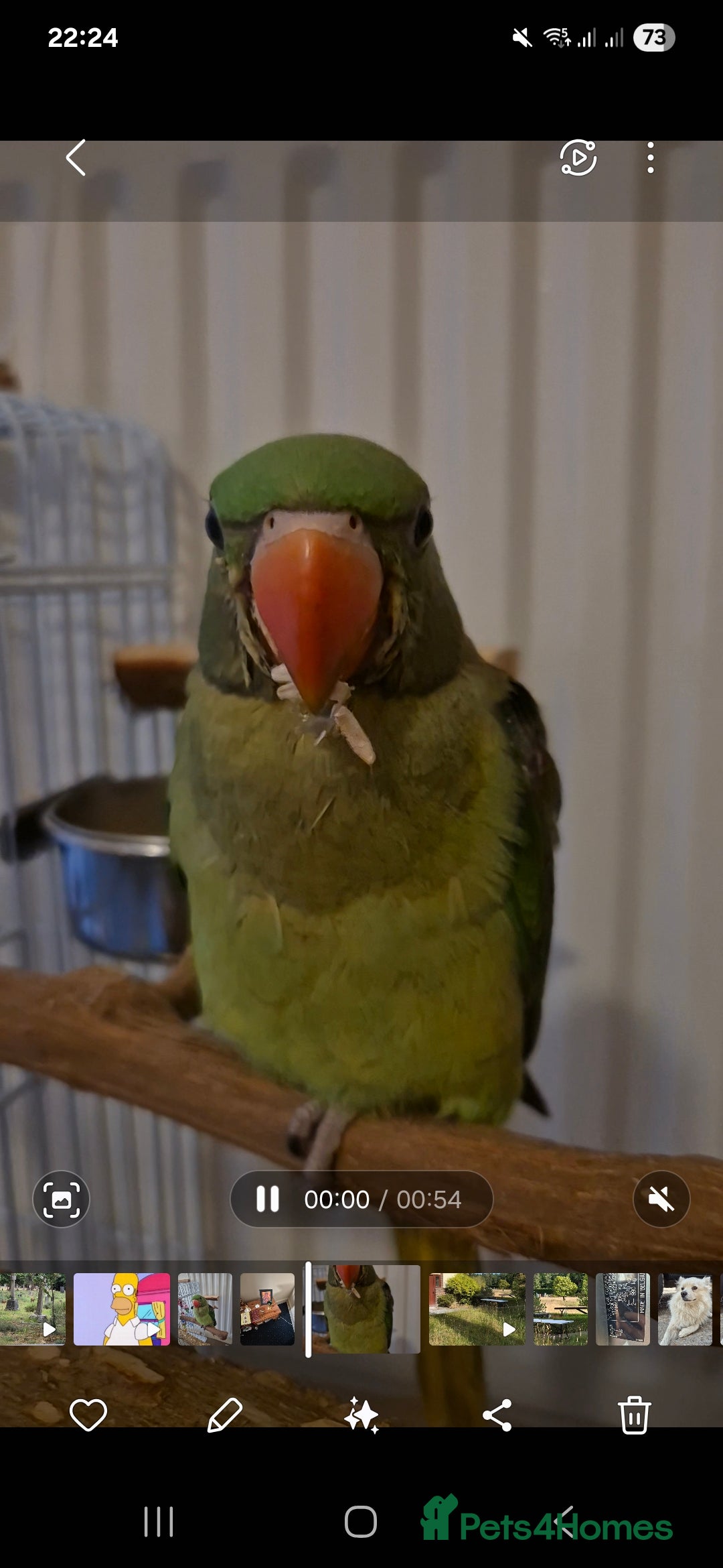 Mixed Breed birds for sale: Alexandrine pair of parrots - Image 6