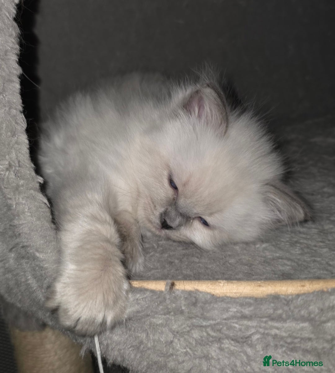 Ragdoll cats for sale: Ragdoll Blue Point Male Kitten - Advert 7