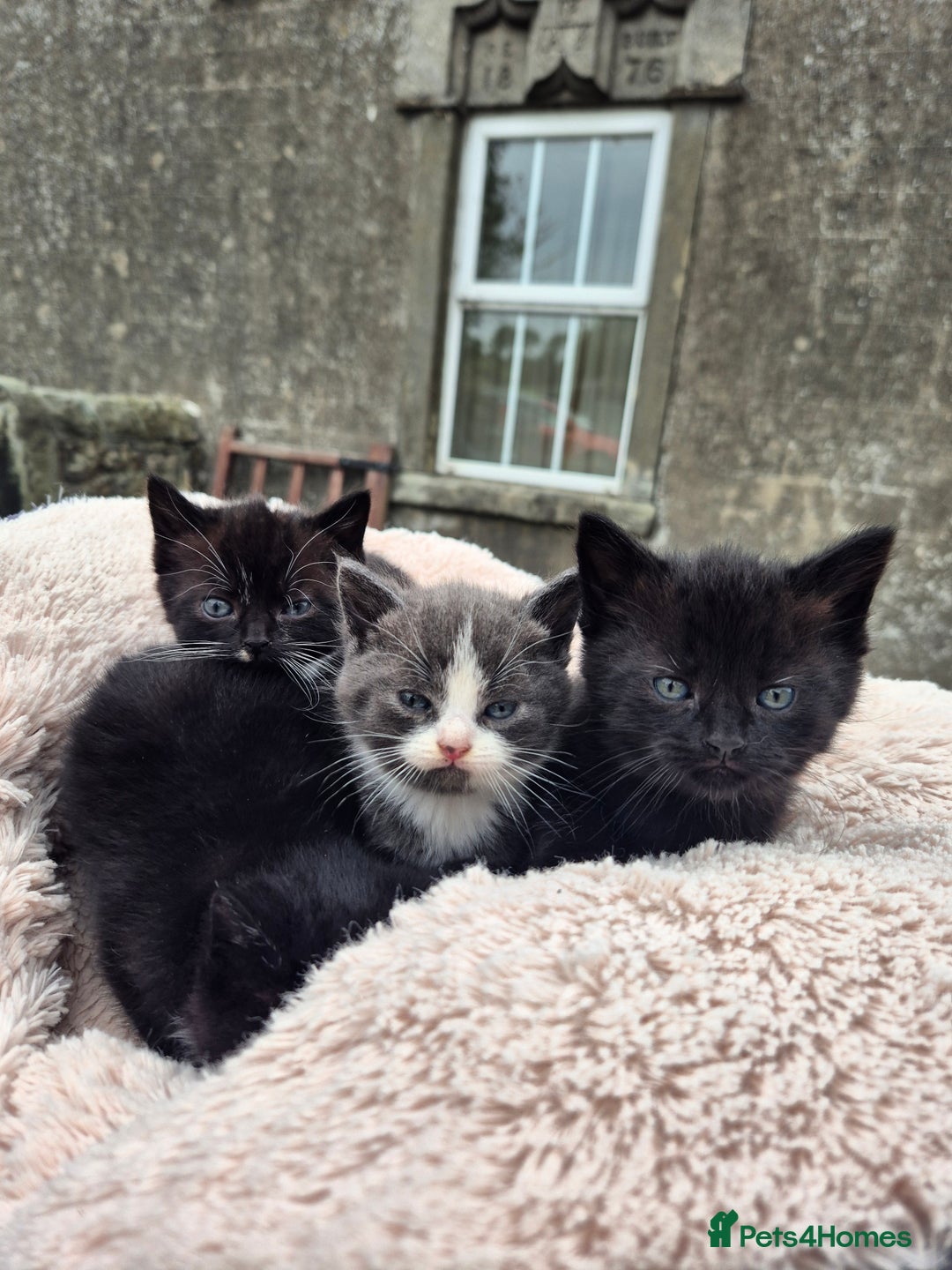 Mixed Breed cats for sale: 2 Beautiful b+w kittens Ready Now ( 2 left) - Image 7