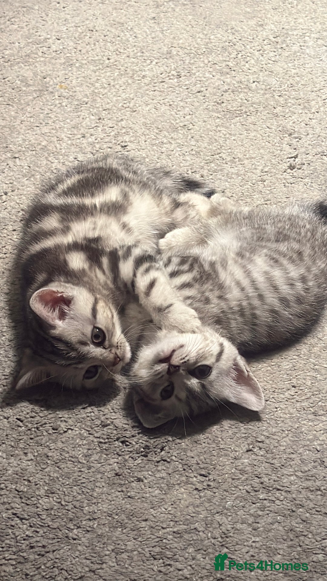 Scottish Fold cats for sale: 🐾 Adorable Scottish Straight kittens  - Advert 8