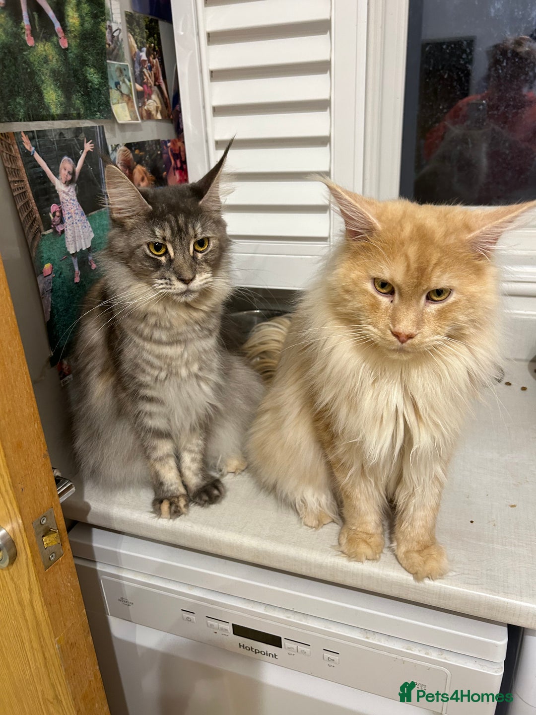 Maine Coon cats for sale: Active Maine Coon Stud for sale - Advert 15