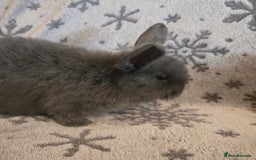 Mini Lop rabbits for sale: Mini Loop Bunnies 9 weeks old. grey and white mix - Image 6