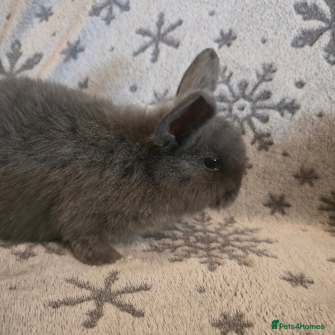 Mini Lop rabbits for sale: Mini Loop Bunnies 9 weeks old. grey and white mix - Image 6