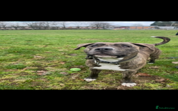 Mixed Breed dogs for sale: Staffordshire - Image 2