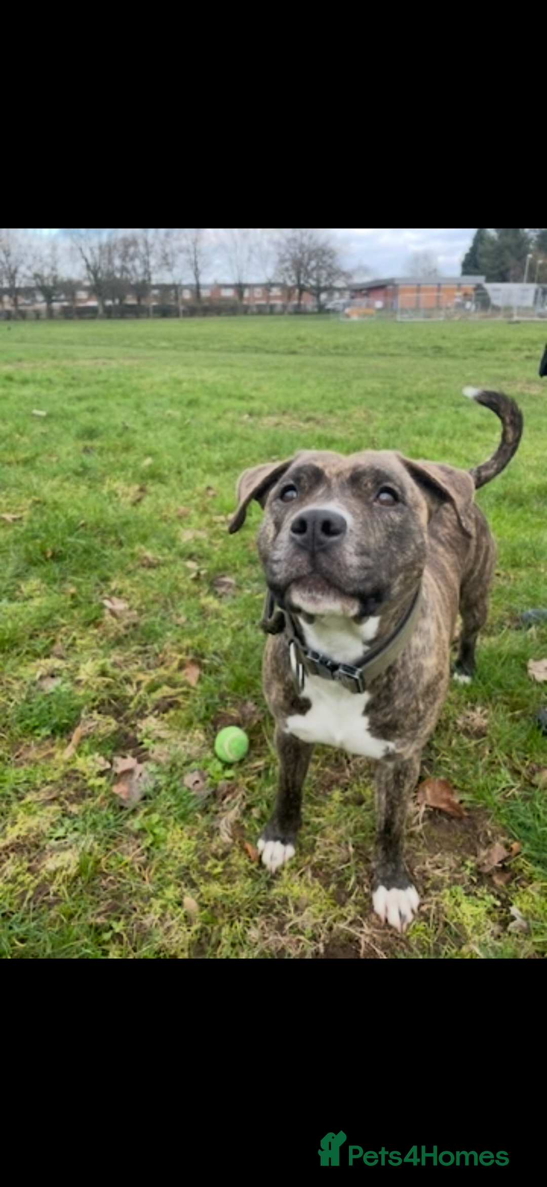 Mixed Breed dogs for sale: Staffordshire - Image 2