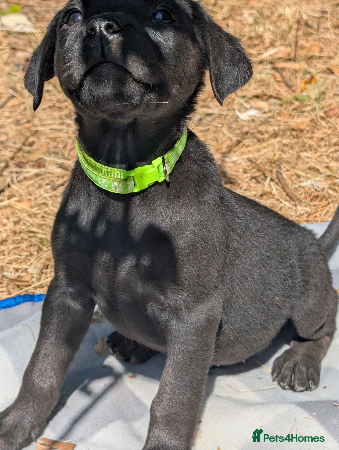 Mixed Breed dogs for sale: Beautiful Lab x rotty pups  in Exeter - Advert 2