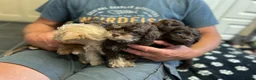 Schnoodle dogs for sale: GORGEOUS SCHNOODLES  - Advert 22