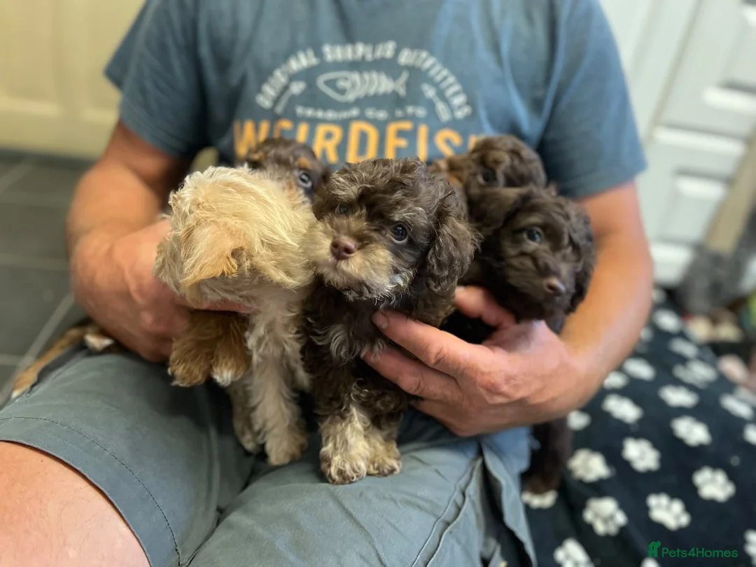 Schnoodle dogs for sale: GORGEOUS SCHNOODLES  - Advert 22