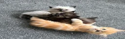 Mixed Breed cats for sale: Kittens for the best homes - Advert 33