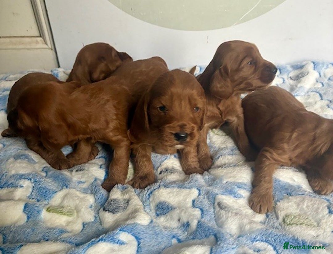 Cockapoo dogs for sale: 🌟 Quality F1 Cockapoo puppies 🌟 - Image 4