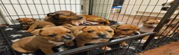 Staffordshire Bull Terrier dogs for stud: KC Registered Red Pied Stud  - Advert 15