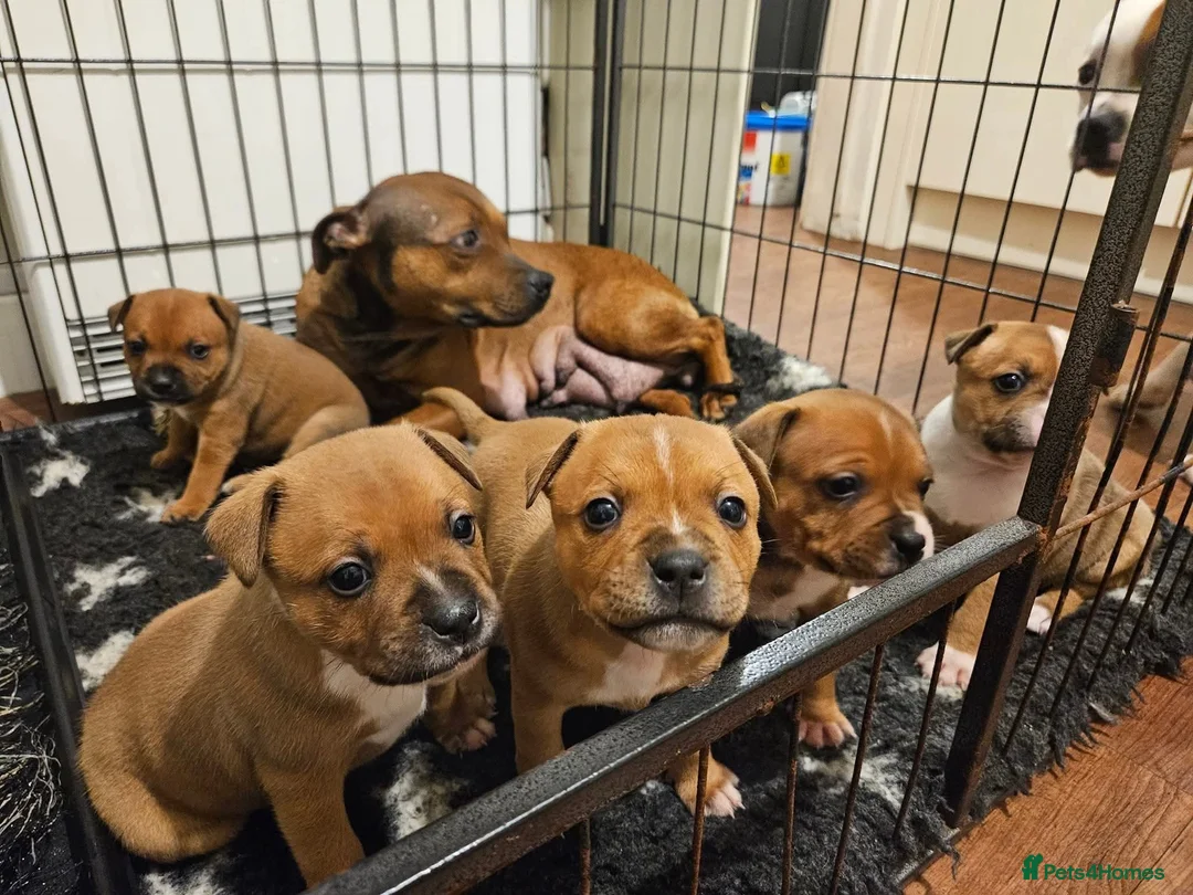 Staffordshire Bull Terrier dogs for stud: KC Registered Red Pied Stud  - Advert 15