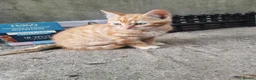 Mixed Breed cats for sale: Ginger Kittens for Sale - Advert 3