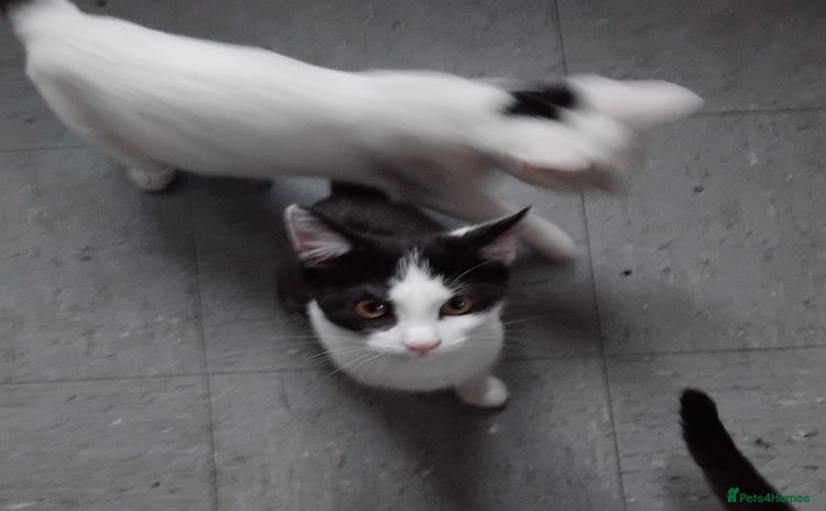 Domestic Shorthair cats - Advert 16