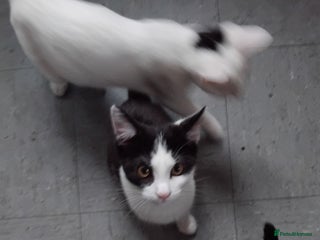 Domestic Shorthair cats - Advert 12