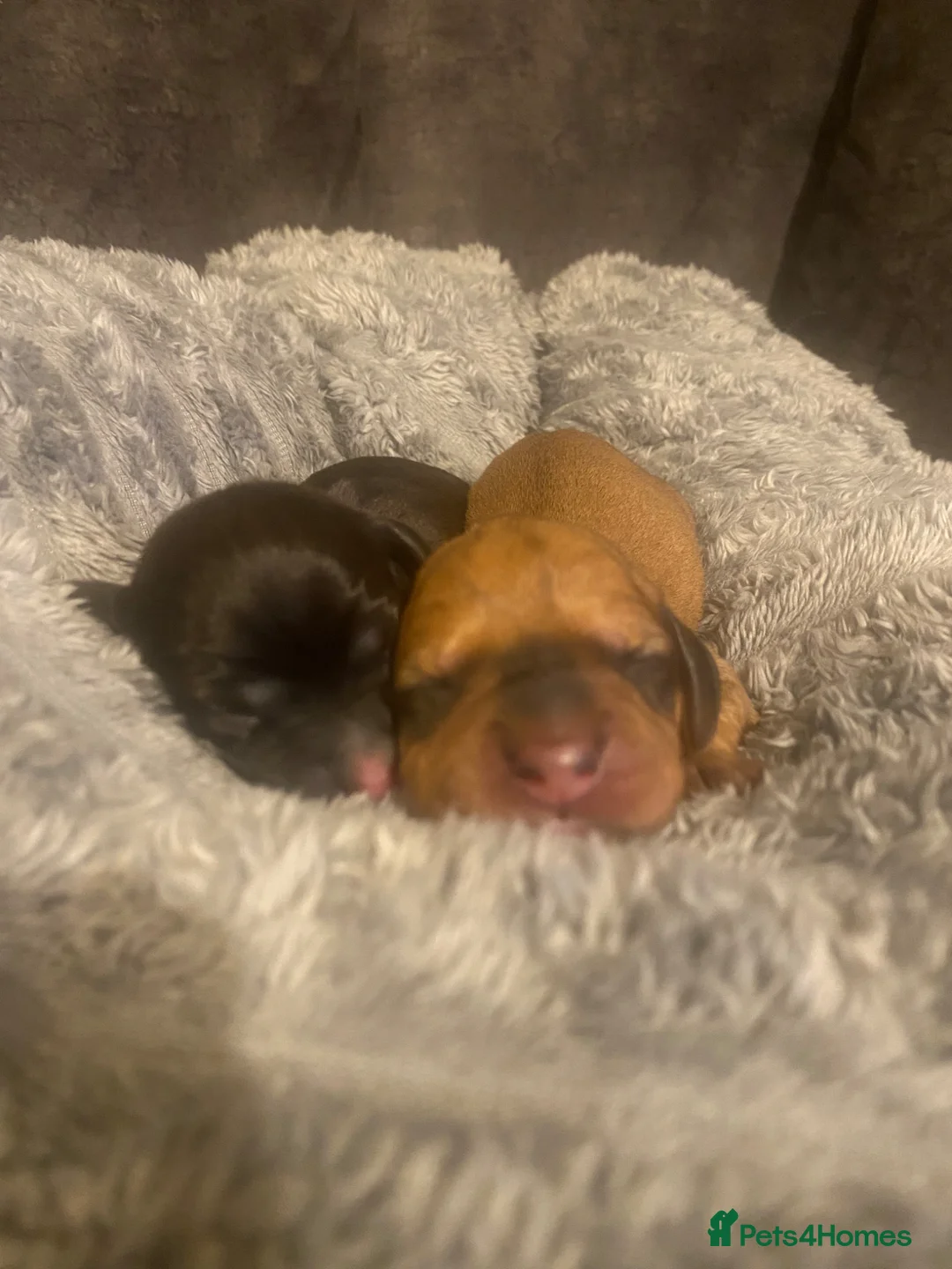 Mixed Breed dogs for sale: Doxiepoo puppies  - Advert 8