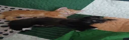 Mixed Breed cats for sale: Stunning kittens  in Basingstoke - Advert 4