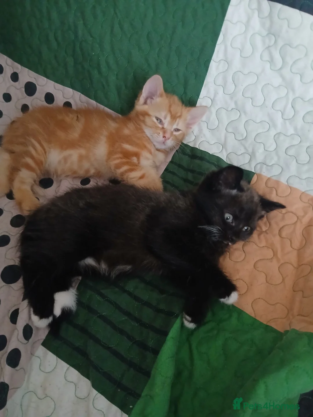 Mixed Breed cats for sale: Stunning kittens  in Basingstoke - Advert 4