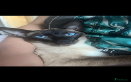 Siamese cats for stud: Beautiful wedged head Siamese boy for stud - Image 4