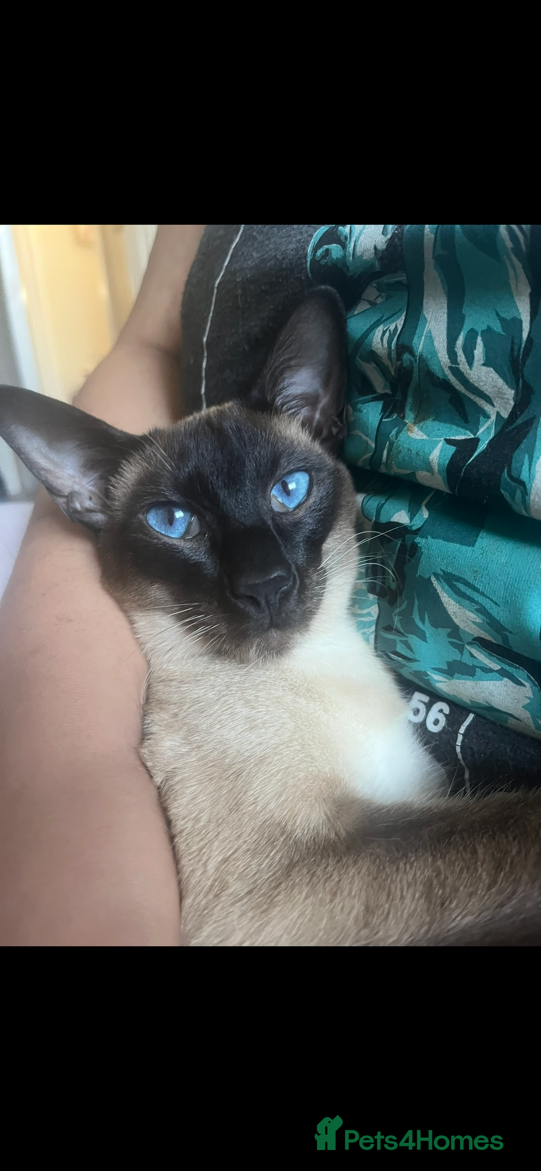 Siamese cats for stud: Beautiful wedged head Siamese boy for stud - Image 4