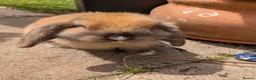 Mini Lop rabbits for sale: Mini Lop ready for a new home in Sheffield - Advert 5
