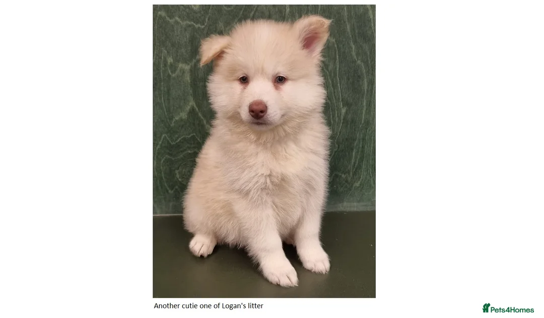 Pomsky dogs for stud: Pomsky for STUD Beautiful Husky markings in Sittingbourne - Advert 19