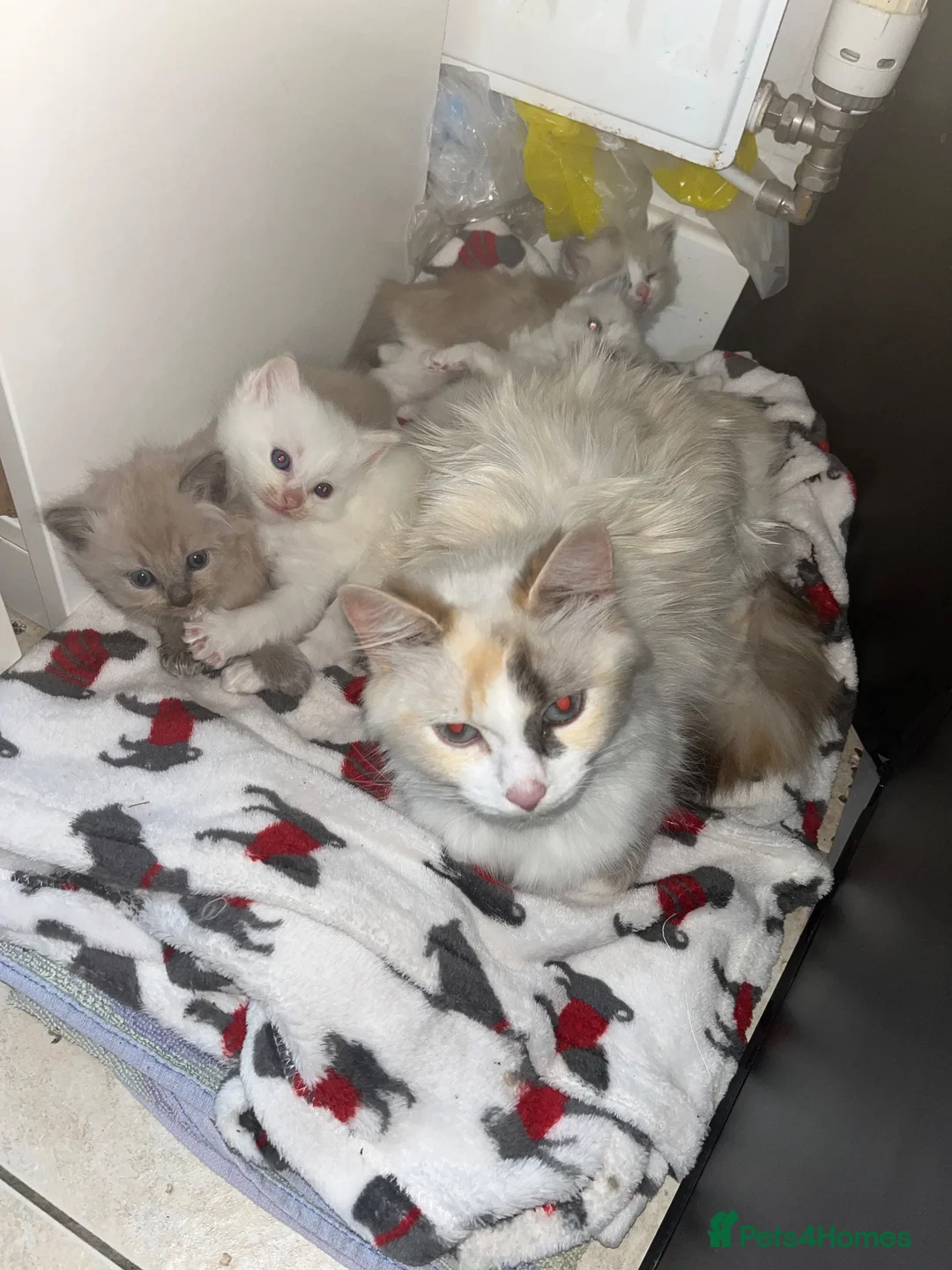 Ragdoll cats for sale: Mink & traditional ragdoll kittens  - Advert 2
