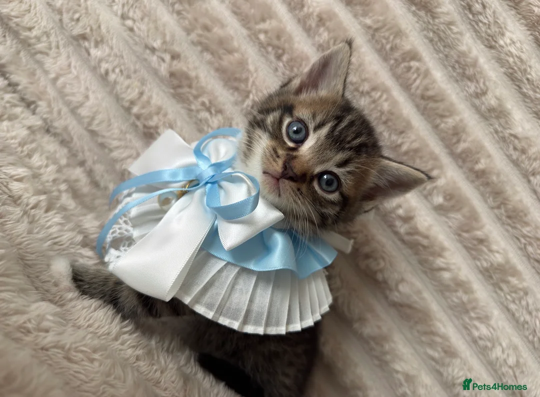 Mixed Breed cats for sale: Sweet kittens are looking for a new home. - Advert 6