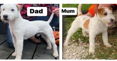 Parson Russell dogs - Advert 1